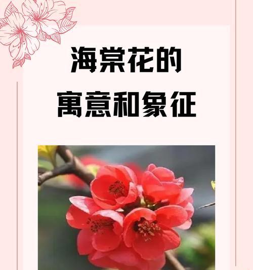 所有花卉的花语和含义有哪些？