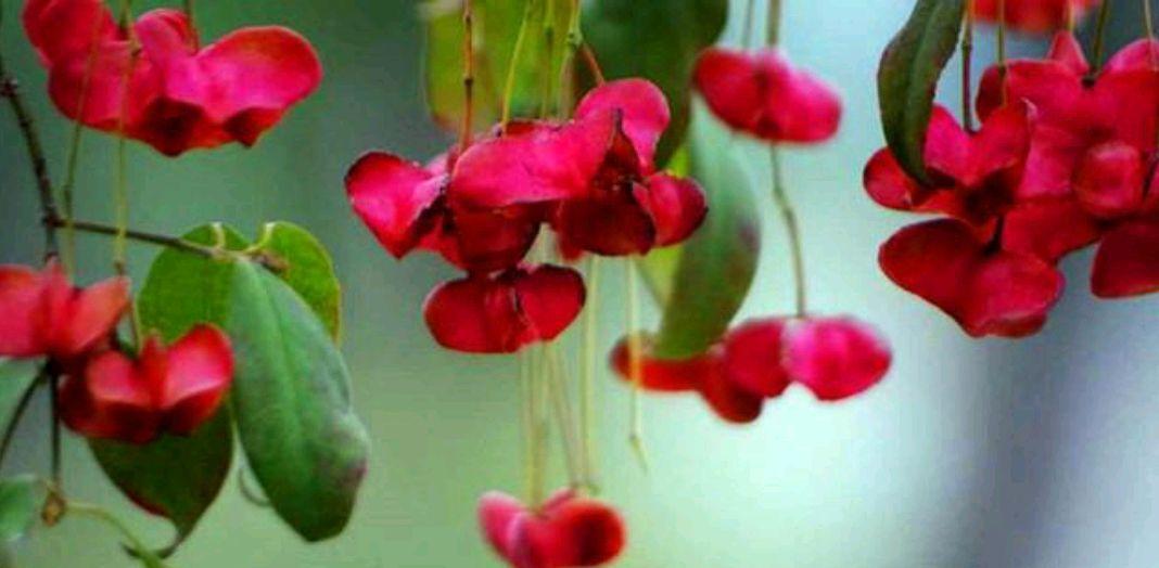 红色蝴蝶花在春节的花语是什么？