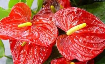 红色蝴蝶花在春节的花语是什么？