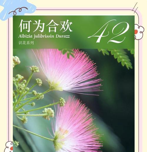 请转花的花语及其背后含义是什么？