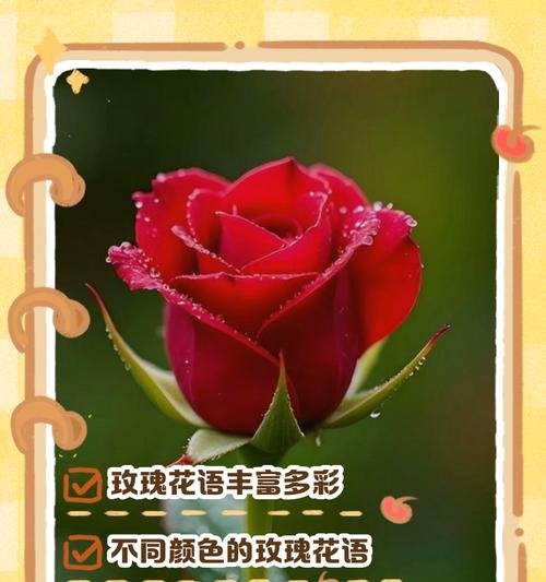 哪个花的花语是独立？它代表什么意义？