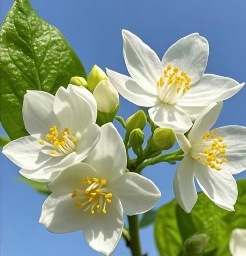 番茉莉的花语是什么？它象征着什么？