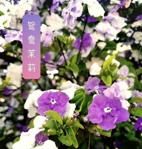 番茉莉的花语是什么？它象征着什么？
