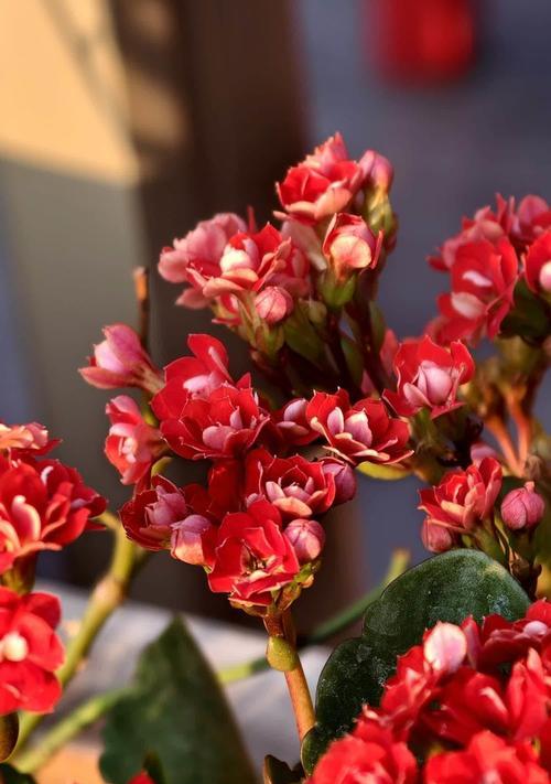 红色长寿花的花语是什么？
