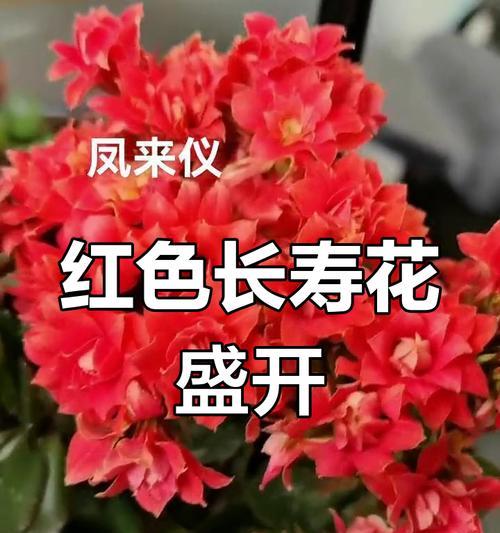 红色长寿花的花语是什么？