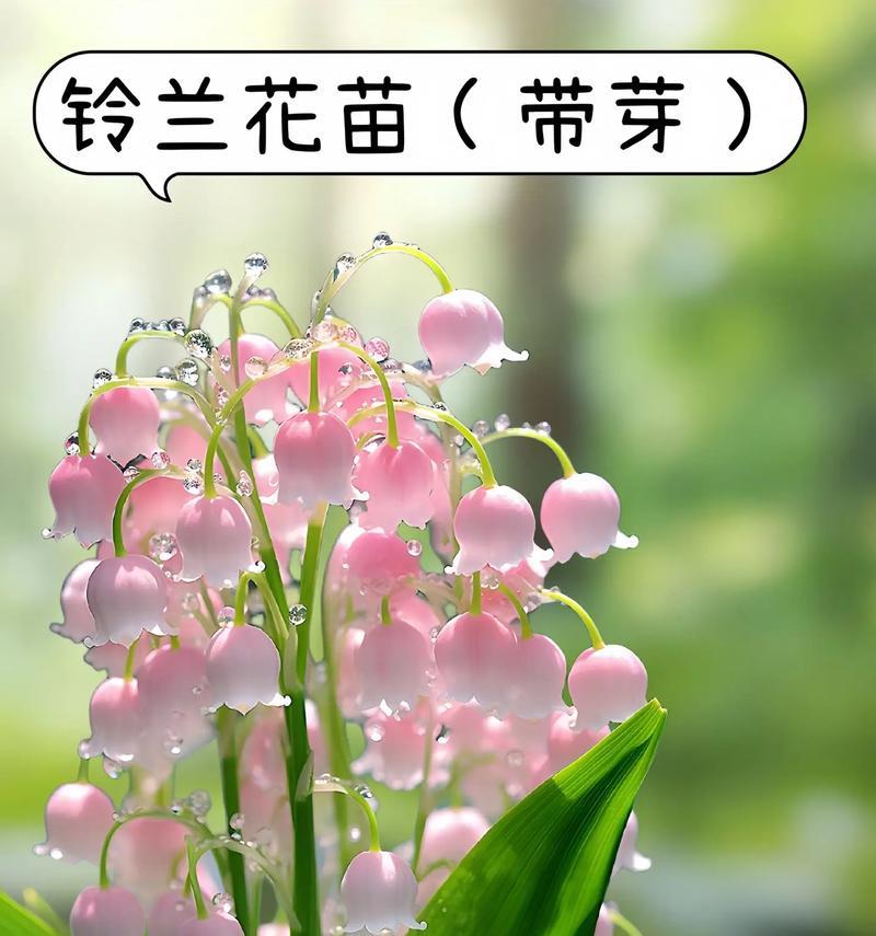 哪种花的花语象征幸福？