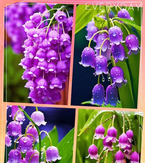 哪种花的花语象征幸福？