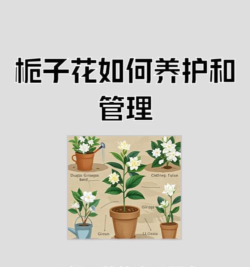 栀子花冬季养护的正确方法是什么？