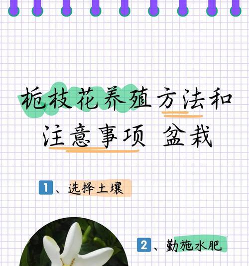 栀子花冬季养护的正确方法是什么？
