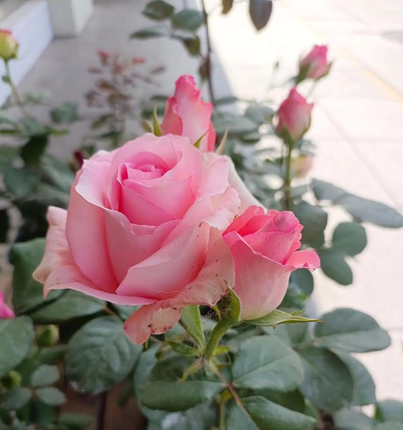 公认最美的花是什么？如何评价花的美丽？