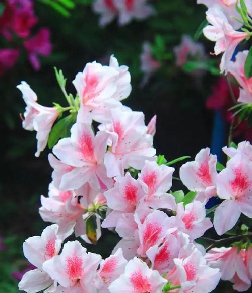 公认最美的花是什么？如何评价花的美丽？