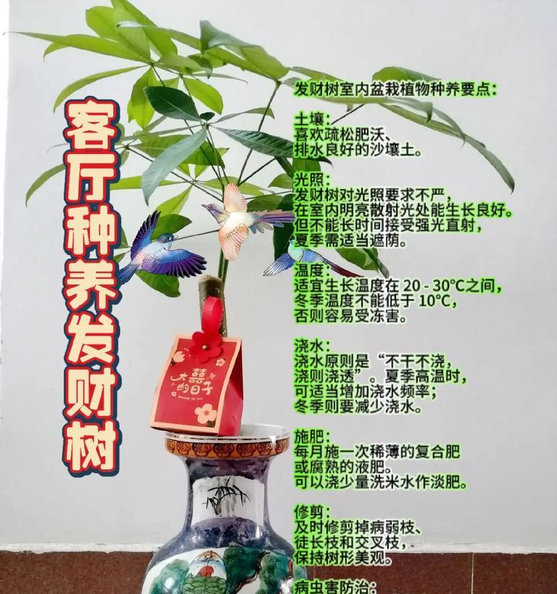 发财树盆栽修剪的技巧是什么？