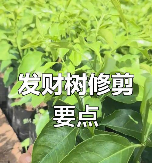 发财树盆栽修剪的技巧是什么？
