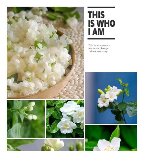 茉莉鲜切花的正确养护方法是什么？