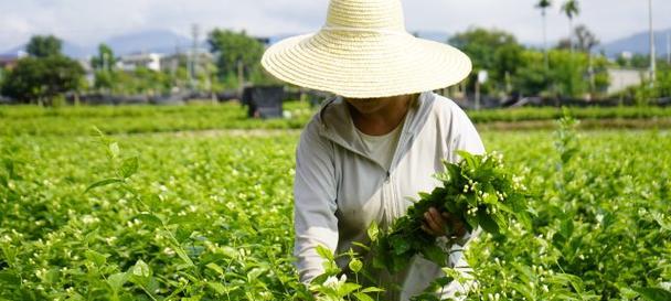 茉莉鲜切花的正确养护方法是什么？