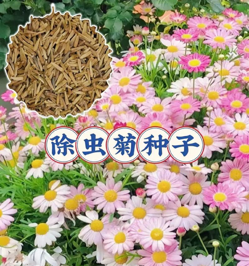 菊花的最佳栽种时间是什么时候？