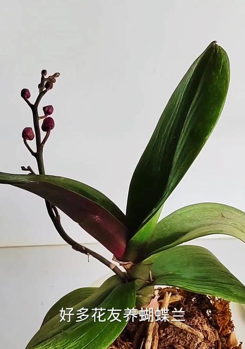虎皮兰如何修剪？修剪虎皮兰的正确方法是什么？