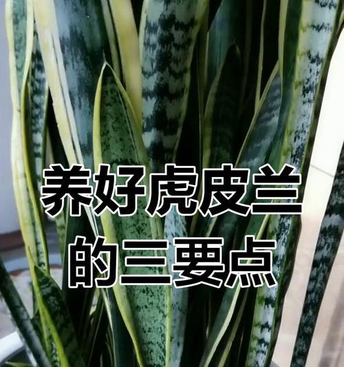 虎皮兰如何修剪？修剪虎皮兰的正确方法是什么？