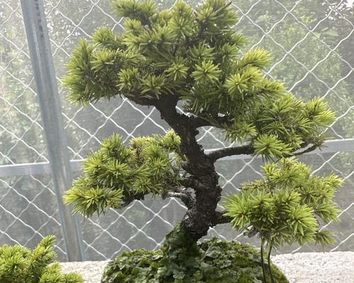 总经理办公室适合哪些盆栽品种？它们的养护建议是什么？