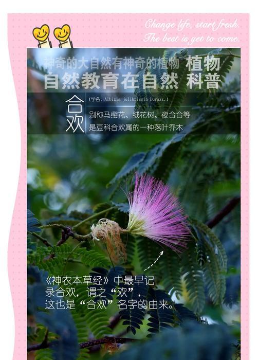 合欢树种子种植的正确步骤是什么？