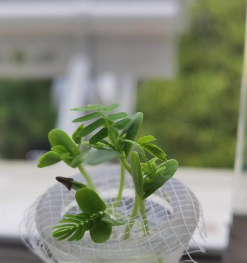 合欢树种子种植的正确步骤是什么？