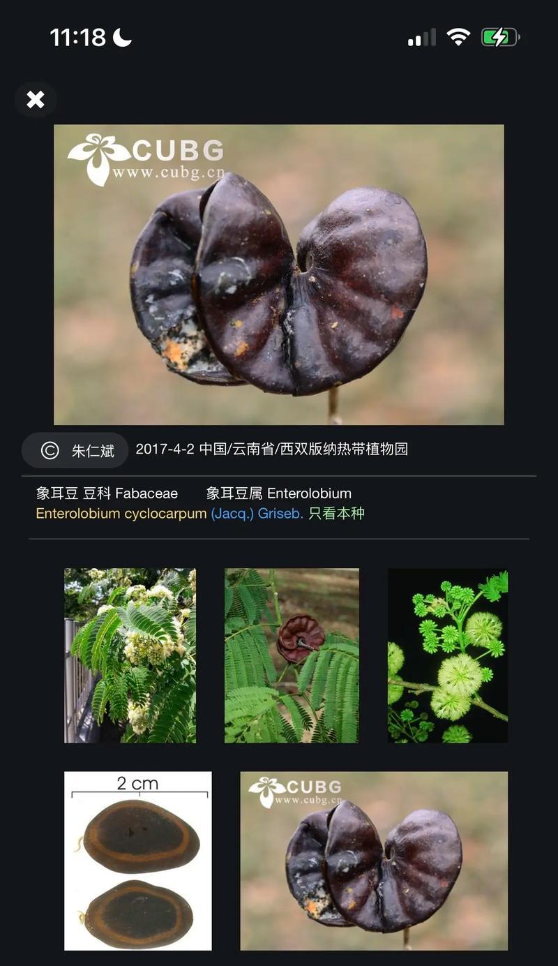 合欢树种子种植的正确步骤是什么？