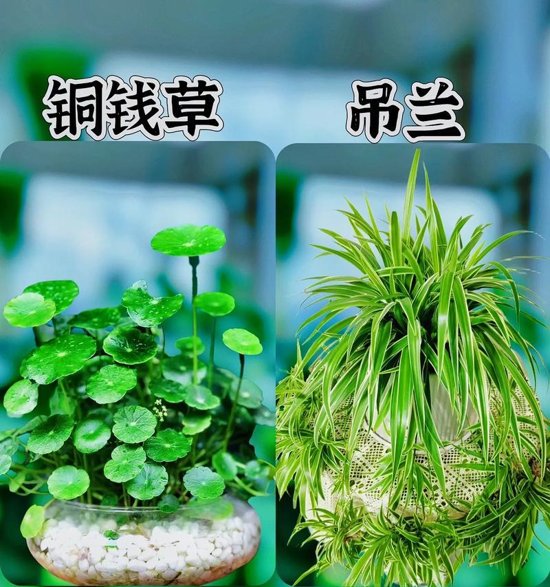 仙客来的养殖方法有哪些？如何让仙客来长得更好？