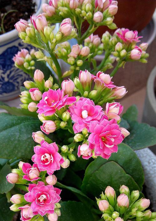哪些花卉是重瓣花？