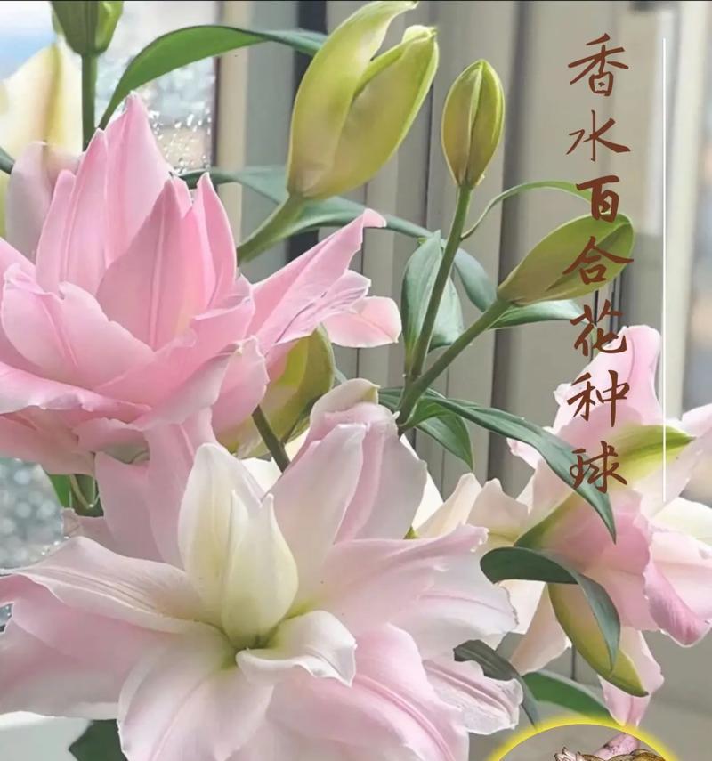 哪些花卉是重瓣花？