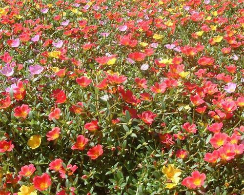 哪些花卉是重瓣花？