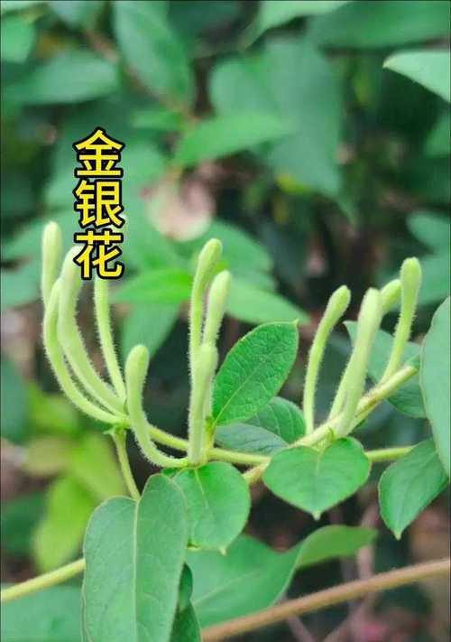 梅花有哪些不同种类？它们的观赏价值如何？