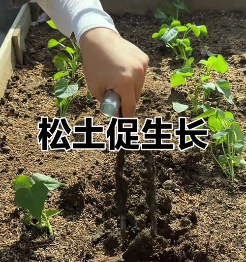 为什么给植物松土？给植物松土的好处和正确方法是什么？