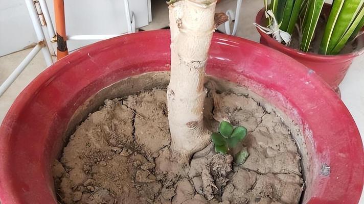 为什么给植物松土？给植物松土的好处和正确方法是什么？