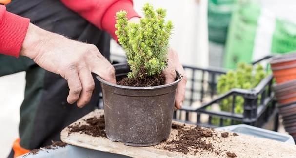 为什么给植物松土？给植物松土的好处和正确方法是什么？