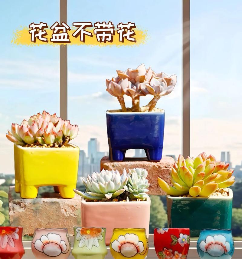 小花盆适合养什么花？有哪些推荐的植物？