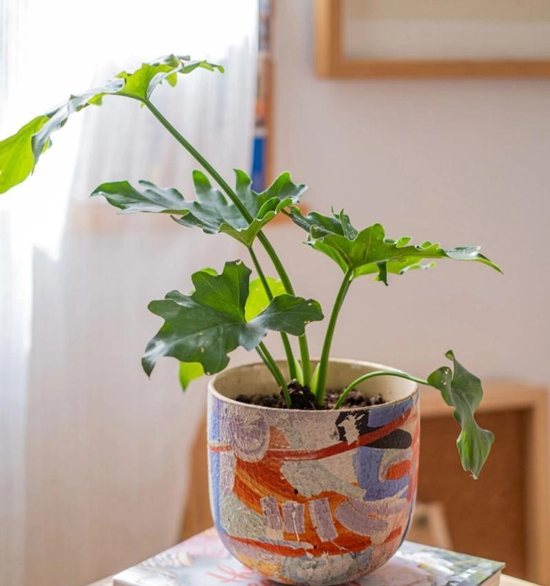 小花盆适合养什么花？有哪些推荐的植物？