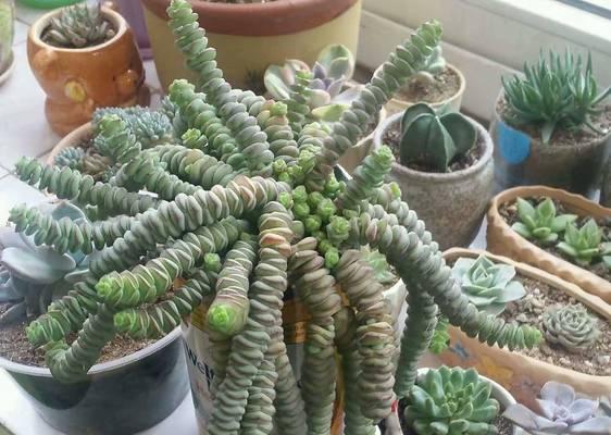 小花盆适合养什么花？有哪些推荐的植物？