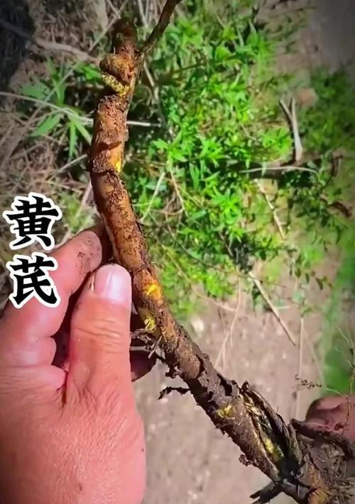 黄芩种植技巧有哪些？