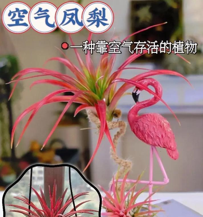 空气凤梨品种有哪些？如何进行养护和繁殖？