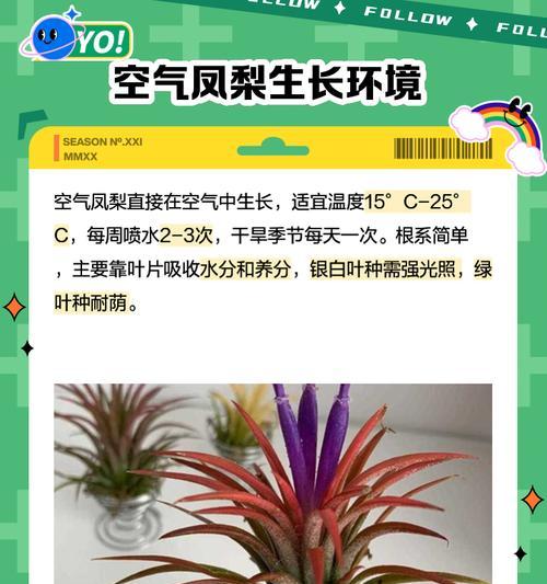 空气凤梨品种有哪些？如何进行养护和繁殖？