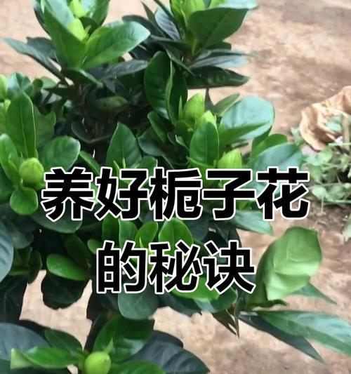 栀子花养护方法是什么？如何养好栀子花？