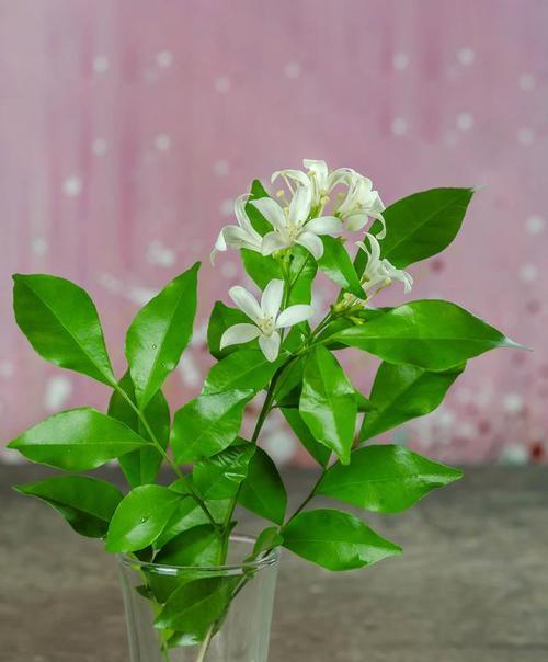 栀子花养护方法是什么？如何养好栀子花？