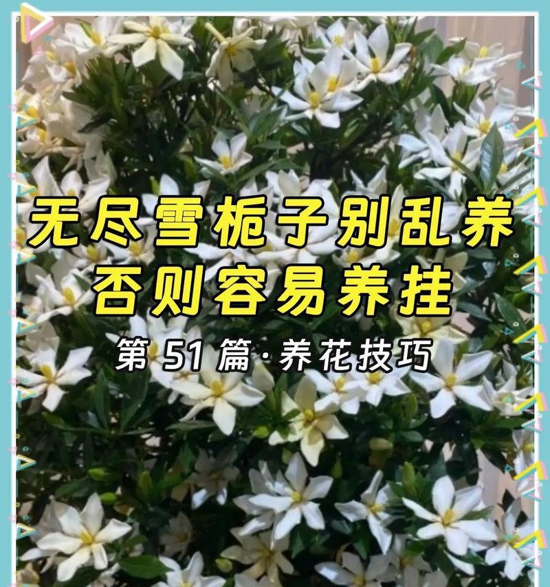 栀子花养护方法是什么？如何养好栀子花？