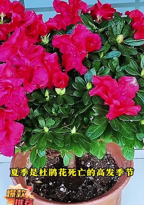 夏天杜鹃的浇水技巧是什么？如何正确浇水？
