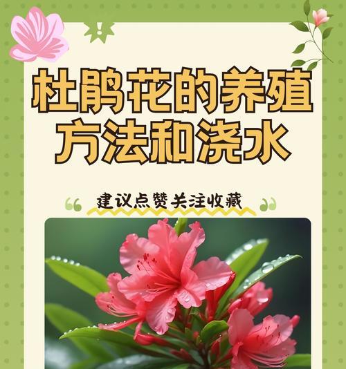 夏天杜鹃的浇水技巧是什么？如何正确浇水？