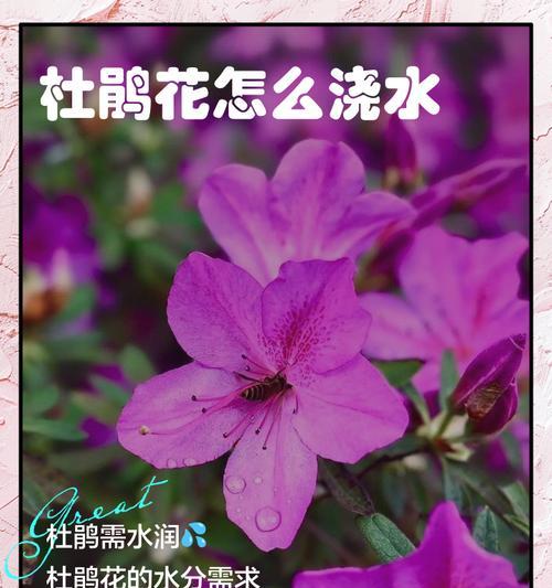 夏天杜鹃的浇水技巧是什么？如何正确浇水？