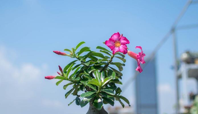 花卉种植的最佳时机是什么时候？需要注意哪些事项？