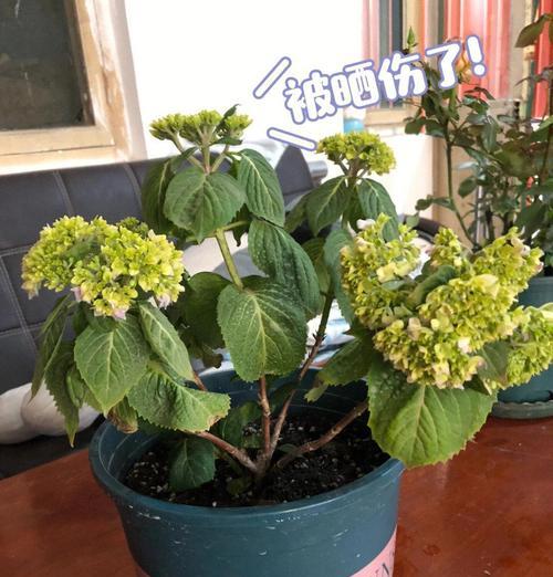 花卉种植的最佳时机是什么时候？需要注意哪些事项？