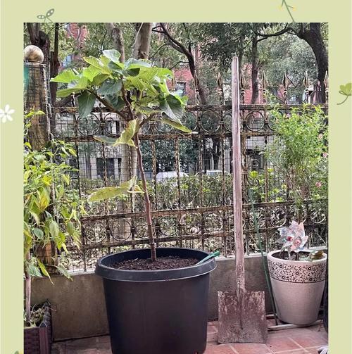 花卉种植的最佳时机是什么时候？需要注意哪些事项？