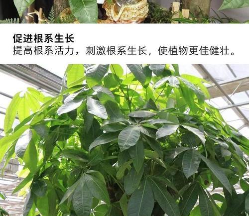 绿萝生长需要哪种肥料？